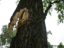 За искорежившее машину дерево заплатят власти