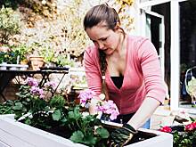 Герань многолетняя: описание, сорта, посадка и уход. Как выращивать популярный садовый многолетник