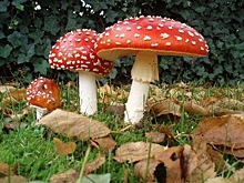 Орловских грибников предупреждают о риске отравления лесными деликатесами
