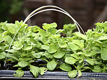 Как посеять петунию на рассаду