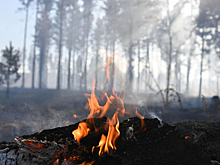 В Краснодарском крае рассказали о ходе тушения лесных пожаров