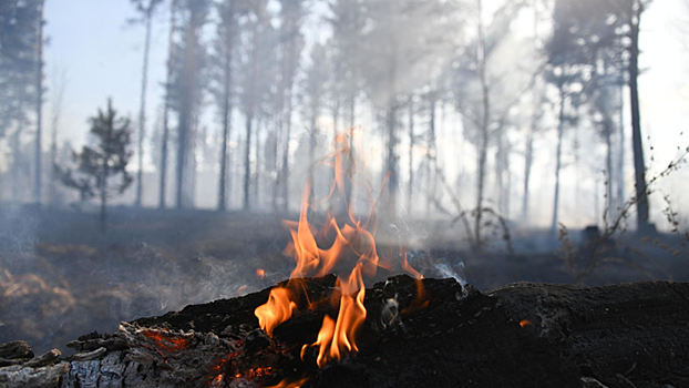 В Краснодарском крае рассказали о ходе тушения лесных пожаров