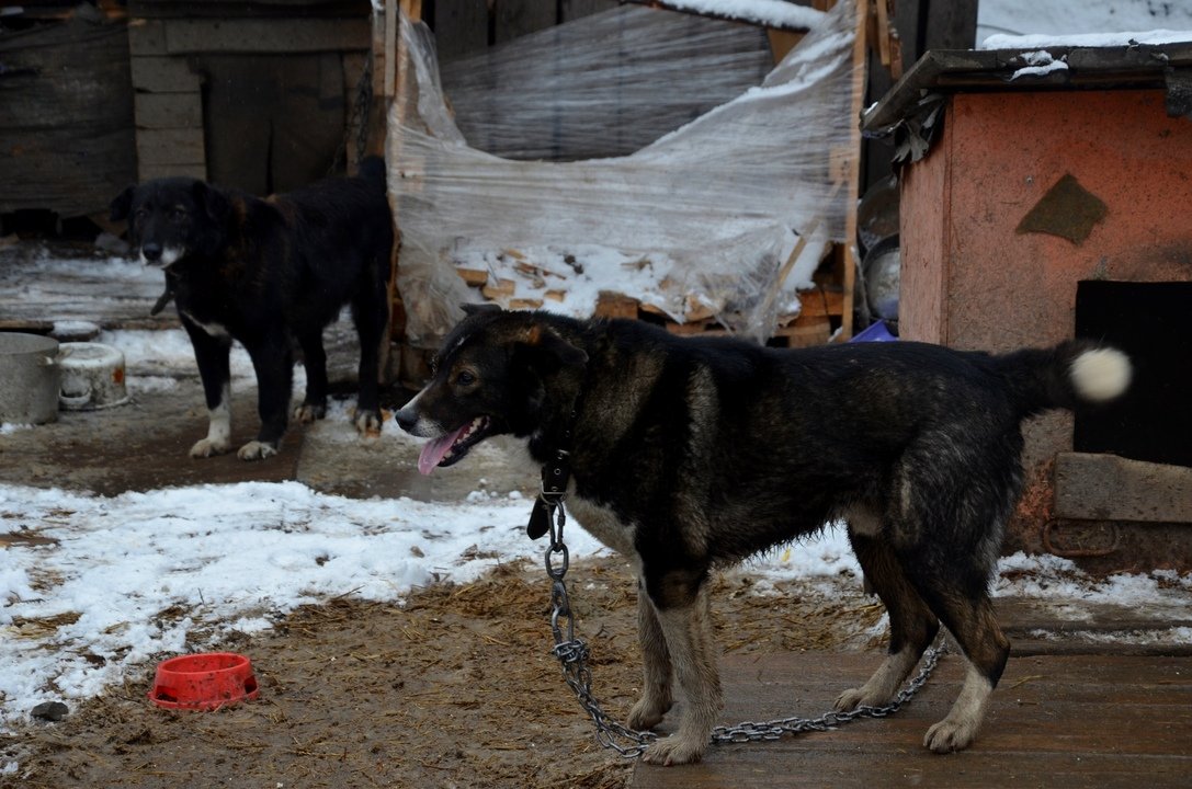 К концу 2024 года в Кировской области может появиться первый госприют для бездомных животных