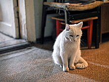 Рынок посуточной аренды студий в России рекордно вырос