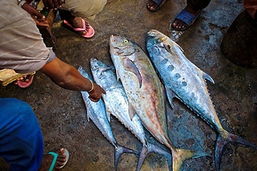 Огромного тунца с побережья Шри‑Ланки привезут на московскую «Рыбную неделю»