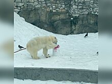 Сотрудники столичного зоопарка подарили медведице Айке торт ко Дню полярного медведя