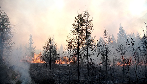 Более 200 га леса сгорело в Приморье за минувшие сутки