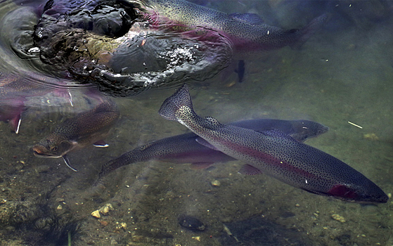 Объяснена миграция радужной форели