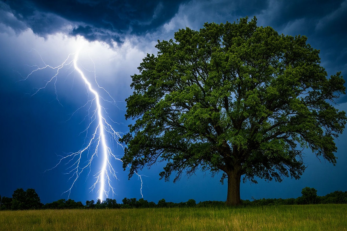 Немецкие ученые заявили, что ежегодно от удара молний погибает до 320 млн деревьев