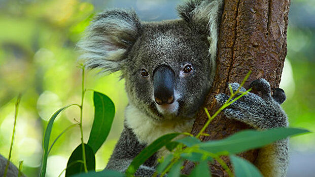 В Австралии стало вирусным фото "самой сексуальной коалы"
