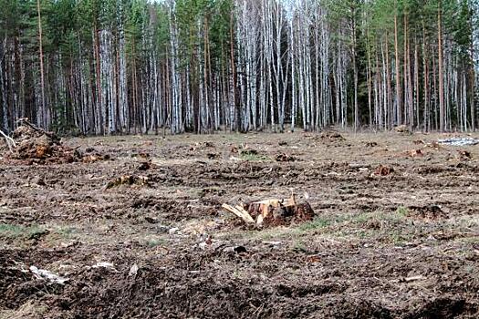 Уральцы сообщили о незаконной вырубке леса на родине сказов Бажова