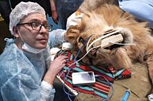 Лев в операционной. Пермский ветеринар рассказал о своих пациентах