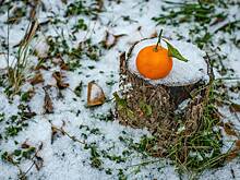 Названо оптимальное для ежедневного употребления количество мандаринов