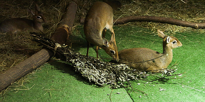 В Центре воспроизводства Московского зоопарка родились два северных лесных олененка