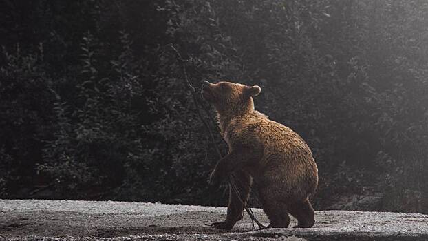 Мужчина громким криком спасся от медведей на Кольском полуострове