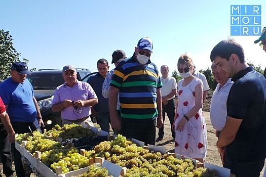 Власти Дагестана посетили передовые виноградарские предприятия республики
