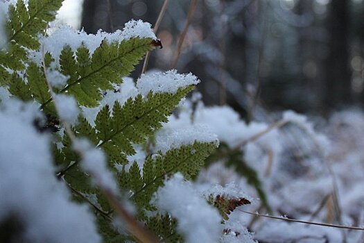 В Карельском Гидрометцентре рассказали, когда наступит зима и выпадет снег