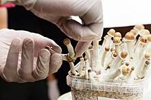 Умирающим от рака канадцам разрешили принимать галюциногенные грибы