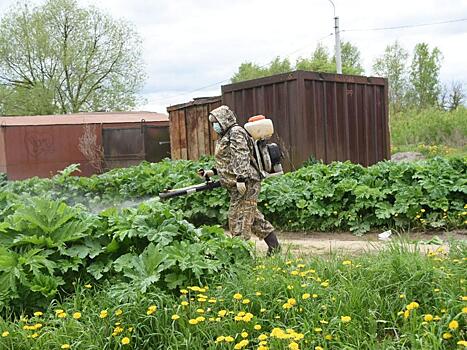 В Вологде в этом году борются с борщевиком с помощью гербицидной обработки