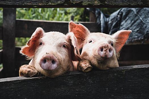 Huawei выпустит систему для выращивания свиней