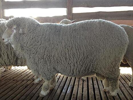 Северокавказская мясошерстная порода овец отметила день рождения