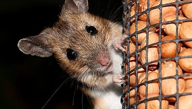 Учёные выяснили, когда мыши начали жить рядом с людьми