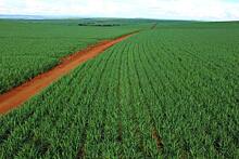 Тропикализация цифрового земледеления: «ИнтТерра» выходит на рынок Бразилии