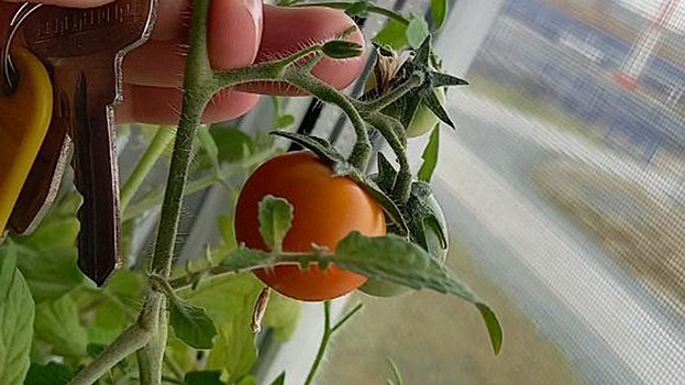 Айтишник выращивает клубнику и арбуз на промысле в ЯНАО. ФОТО