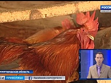 В Нижегородской области зафиксировали вспышку птичьего гриппа