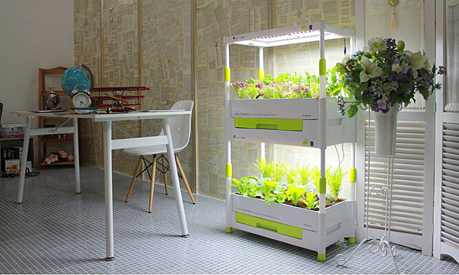 Мини-огород в квартире: 16 продуктов, которые можно вырастить дома