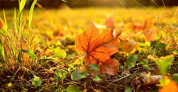 Автомобиль — невидимка, найти который на фото не так уж просто