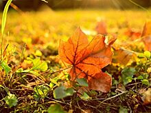 Автомобиль — невидимка, найти который на фото не так уж просто