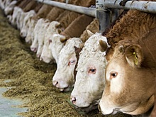 В Курганской области решено коров готовить на убой