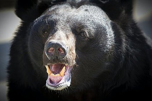 Женщина обнаружила логово медведя за своим домом по странным звукам