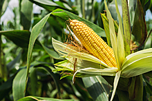 Биотопливо из кукурузы оказалось страшнее бензина