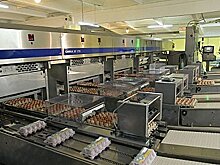 Комсомольская птицефабрика активно восстанавливается после вспышки птичьего гриппа