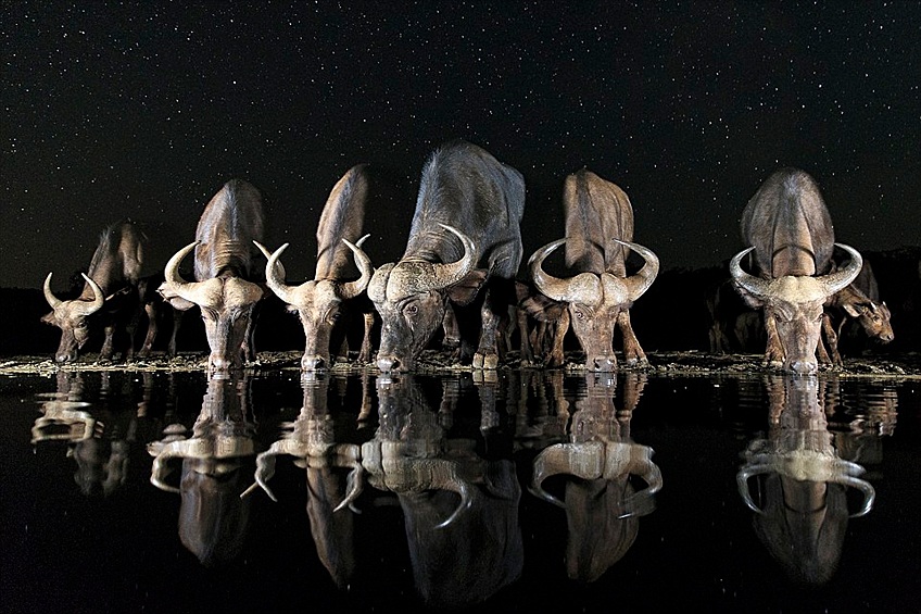 Стадо буйволов у водопоя в Южной Африке