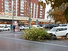 У пензенского ТЦ автоледи на иномарке снесла дерево