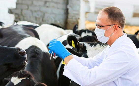 Коллегия ЕЭК утвердила максимально допустимые уровни остатков лекарственных ветеринарных средств в пищевой продукции