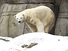 Ученые спрогнозировали изменение биосферы под воздействием климата