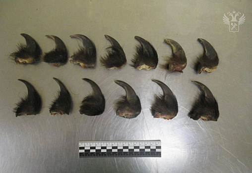 В Забайкальске задержан турист с когтями редкого бурого медведя