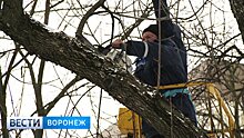 Ясеней больше не будет. Зачем в Воронеже вырубят тысячи деревьев