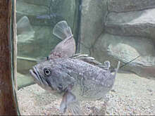 В Крыму рыбакам обещают вознаграждение за поимку морского групера