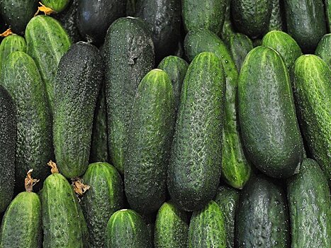 Огурцы подешевели в России впервые с осени 2025 года