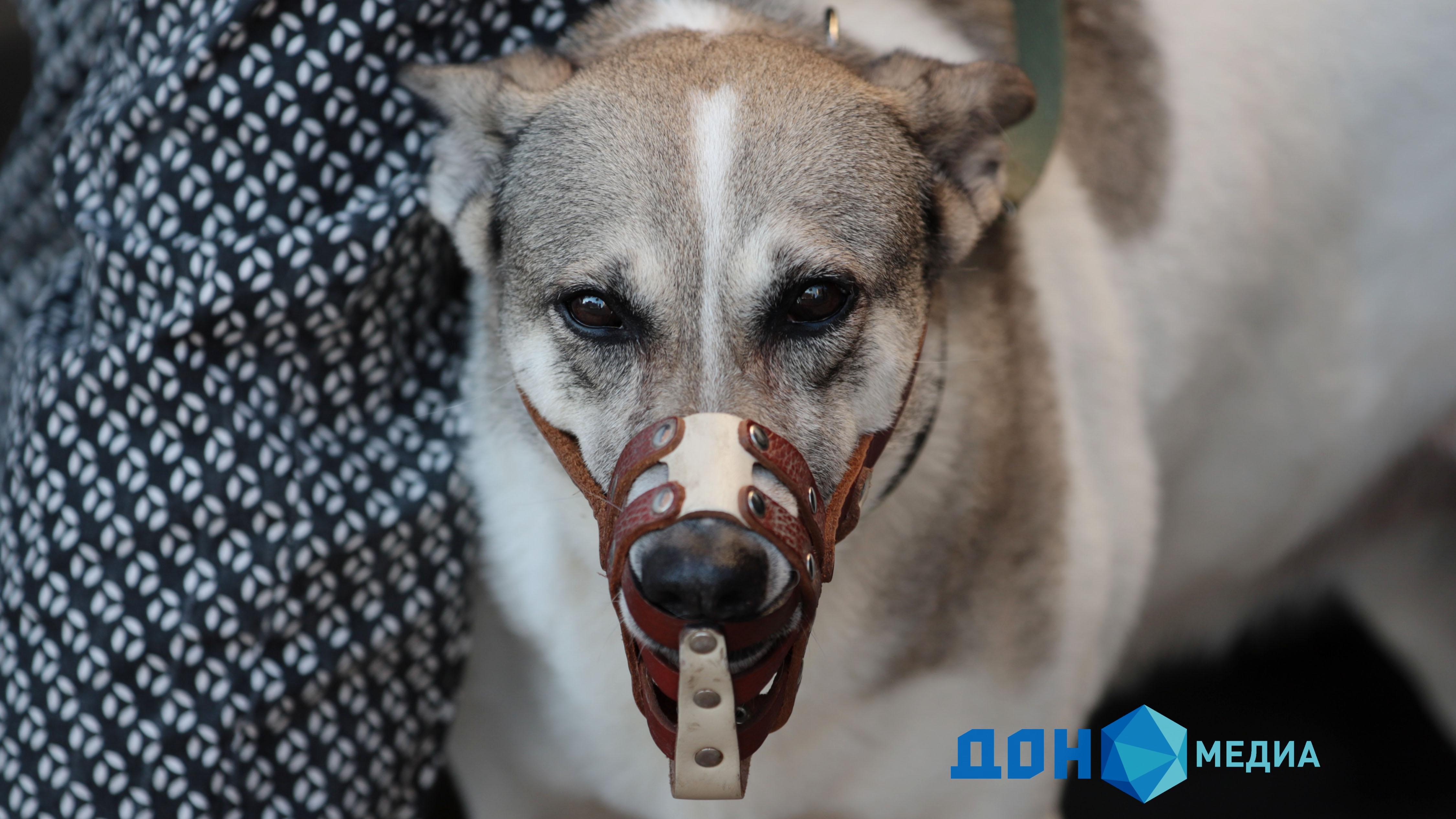 В Ростовской области официально запретили бросать домашних животных