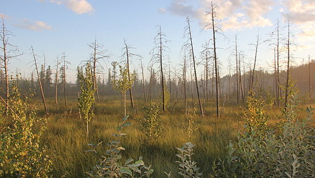 Украинцы работают на скандинавских болотах