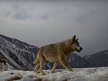 Любопытный волк попробовал на зуб фотоловушку
