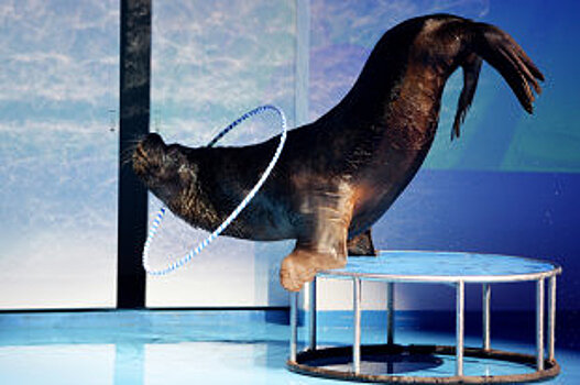 В передвижных цирках не хватает денег на корм животным