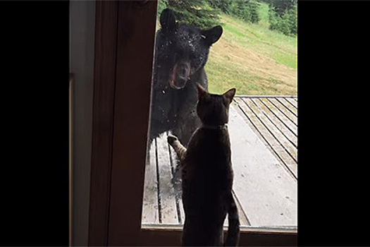 Кошка прогнала медведя от дома на Аляске