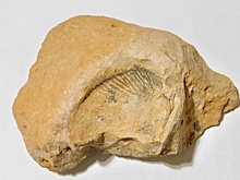 Палеонтологический маршрут выходного дня опробовали в Армавире